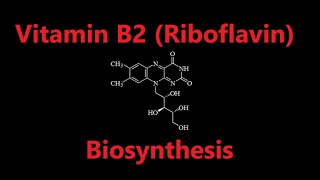 Vitamin B2 riboflavin Biosynthesis [upl. by Nattie]