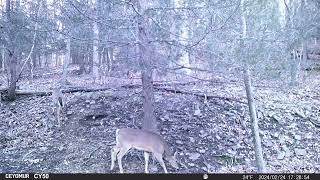 Logging Road Corner Trail Camera Video [upl. by Yasui]