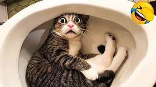 1 Hour Of Funniest Animals 😅 New Funny Cats and Dogs Videos 😸🐶 Part 14 [upl. by Berton911]