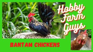 A Beginners Guide To Bantam Chicken Breeds [upl. by Germin539]