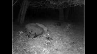 Wildschweine im Wald  Wild Boar in the woods [upl. by Conley]