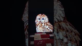 LG OLED C4 55 Inch live sample video trending gurgaon lgtv oled viralvideo [upl. by Iuqcaj765]