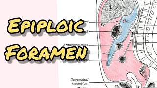 Epiploic foramen  Foramen of winslow [upl. by Leamhsi977]