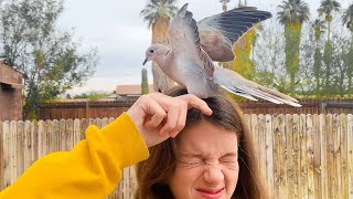 Dove Comes To Visit The Family That Rescued Her Every Day  The Dodo Wild Hearts [upl. by Arahas345]