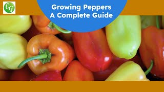 The Ultimate Pepper Growing Guide Expert Tips for a Bountiful Harvest [upl. by Layap]