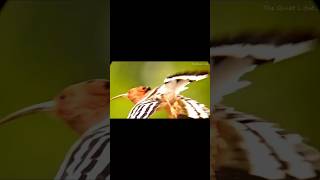 Slomo flight of hoopoe with sound hoopoe birds healing soundofhoopoe healingsounds birdslover [upl. by Valerye]