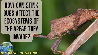 How can stink bugs affect the ecosystems of the areas they invade [upl. by Cindra]