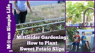 Mittleider Gardening How to Plant Sweet Potato Slips [upl. by Solotsopa]