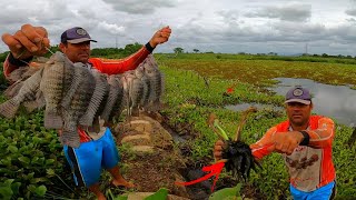 O segredo esta na raiz dessa planta aquática pega muita tilapia selvagem Pesca caipira [upl. by Nolyaw]