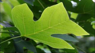 Chinese Tulip Tree [upl. by Ennaira]