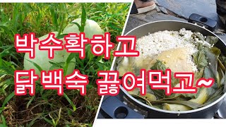 텃밭일기박수확해서 박고지 박요리박나물 박조림 학군단 훈련 마친 아들녀석 몸보신으로 닭백숙만들기 [upl. by Tris]