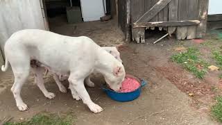 DOGO ARGENTINO 1692024 dogoargentinadogs dogoargentino dogoargentinopuppies perrodellago [upl. by Dasteel915]