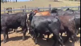 20 Angus Droughtmaster X Heifers Ac ALLAMBIE GRAZING BINGARA A Weaner amp Yearling 81124 [upl. by Gibbie]