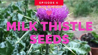 Collecting Milk Thistle Seeds [upl. by Attenrev]