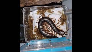 Darwins Goliath Centipede Scolopendra galapagonensis rehousing [upl. by Ernest]