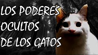 LOS GATOS PUEDEN VER FANTASMAS [upl. by Lamphere]