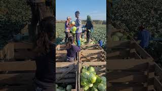 Harvesting Continue cabbage farming agriculture [upl. by Kern]