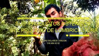 TODO SOBRE CULTIVO DE LOMBRICES CON ESTIERCOL DE VACA [upl. by Zerep743]