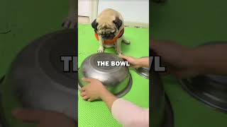 DOG GETS TRICKED pets doglover dogs cuteanimals cute funny animalstories [upl. by Eatnod963]