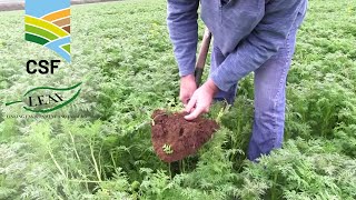 Improving Soil Structure with Strip Tilling and Cover Crops [upl. by Yseult]