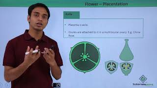 Class 11th – Flower – Placentation  Morphology of Flowering Plants  Tutorials Point [upl. by Ahsaek]