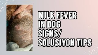 Bagong Nanganak na aso sobrang hingal may lagnat Milk fever in dog SignsSolusiyontutorial [upl. by Alegnat78]