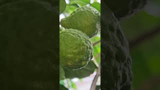 Kaffir lime fruits fragrant gardenplants fruitstagram fruitofinstagram shorts video herb [upl. by Oicram277]