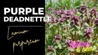 Plant Profile Purple deadnettle Lamium purpureum [upl. by Ringo306]