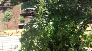 Advantage to Growing Parsley in Pots [upl. by Nuawd]