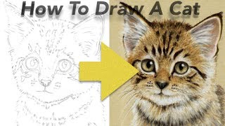 How To Draw a Cat using Pastel Pencils [upl. by Earej566]