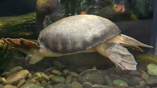 PigNosed Turtle Swims With RedBellied ShortNecked Turtle [upl. by Cohn]