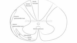 Spinal Cord Ascending Tracts  Draw it to Know it Neuroanatomy [upl. by Itsym]