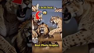 A tiger Attack To lion 😱 yputubeshorts viralshorts animals viral shorts editing [upl. by Nnaeitak]