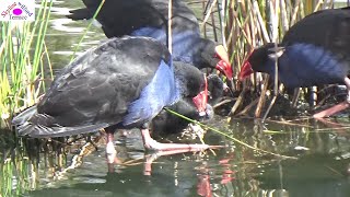 3 swamphen babies have 3 parents 2 fetch food and 1 remains home caring babies [upl. by Ogait]