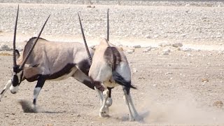 Gemsbok Dueling Ouch That Hurts  Curious Wildlife Behaviors [upl. by Akselaw921]