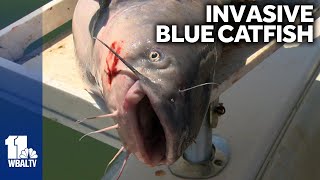 Crab population endangered by blue catfish [upl. by Nosned]