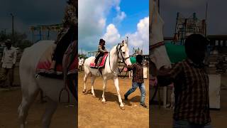 Dhruvi Horse 🐎 Riding  horse horses ghoda horseriding horselover ytvideo shortsfeed dhruhi [upl. by Karb]