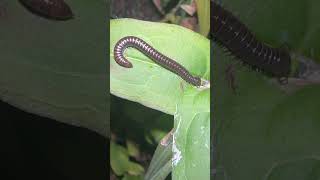 Two White Legged Snake Millipedes On Plant At Night insects nature [upl. by Cornell618]