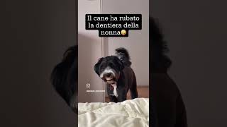 Il cane ha rubato la dentiera della nonna [upl. by Atilol]