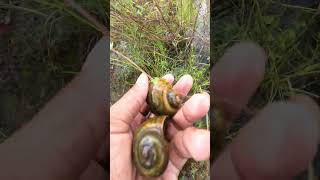 Catching Snails live in Aquarium plant amp Flooded forest snails nature calmplace naturalforest [upl. by Butta850]