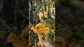 Chanterelles and a Porcini mushrooms borntoforage [upl. by Ahsiliw]