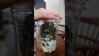 a terrarium in a togo cup [upl. by Arvad]