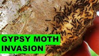 How to get rid of gypsy moth caterpillars organically [upl. by Ecirtemed]