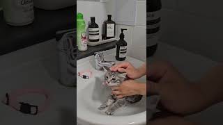 Watch Cutest Bath Time Ever 🛁😻Who is your favourite cutecats cats catlife wiskas pets [upl. by Geanine]