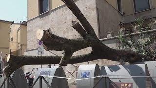 Piazza San Leone albero cade sui cassonetti interrati [upl. by Einalam583]