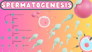 Spermatogenesis  Reproduction Class12  Kingdomofbiologydarbhanga  BiologyByMraza [upl. by Kerin]