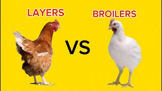 Profitability of different chicken breeds  Layers vs broilers  local vs kroilers vs Sasso [upl. by Babara]