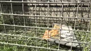 Grey Squirrel Cage Trap [upl. by Anahir]