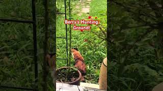 Berry wants a Bird 🦅 viral viralvideo share subscribe shortvideo trending cat birds [upl. by Ennayelhsa]