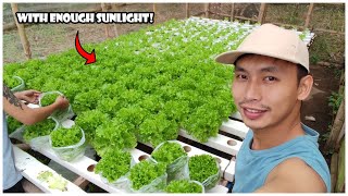 Bakit Mahalaga ang Sunlight Para sa Lettuce  Hydroponics [upl. by Kuska]